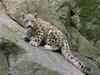 Snow leopards in Spiti valley to be radio collared