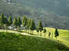 European Union to drink 100% pure Darjeeling Tea; gets PGI status