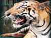 Tiger found dead in Nallamala