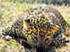 Leopard found dead in Bor Sanctuary