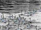 Swans swim on the river Alster 