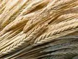 India exports 5 lakh toes wheat in last 5 months