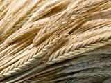 India exports 5 lakh tonnes wheat in last 5 months