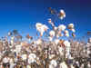 Cotton rises 10% on demand for exports and local consumption