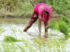 Govt ties up with global development organisation Digital Green to promote women farmers