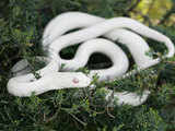 A white albino Japanese Rat Snake