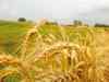 Nabard pitches for breaking wheat-paddy rotation in Haryana