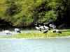 Migratory birds flock Pong Dam Lake Wildlife Sanctuary