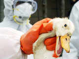 Bird flu hits Agartala