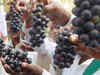 Wine farmers in high spirits as prices climb
