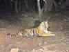 Why Ranthambore’s queen Machli went missing? Fear of other tigers