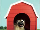 Notice to Vodafone over pug ad