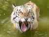 Poachers killed four tigers together at Melghat