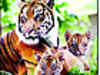 Raje govt wants chopper for tiger cubs bound for Sariska