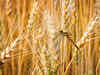 Farmers advised to monitor wheat fields