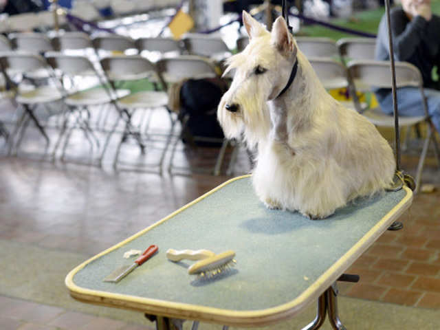 A Scottish Terrier  at 138th Annual Westminster Kennel Club Dog Show