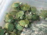 Fresh water turtles on sale 