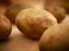 Potato futures weaken on fresh supply pressure