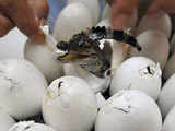 Baby crocodile comes out of shell