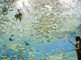 Giant aquarium inside Ocean Park