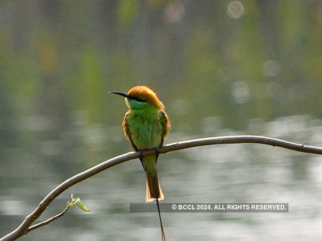 Bird watching activity in Nagpur