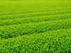 Growers in Assam are taking to organic green tea cultivation