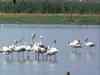 Migratory birds leaving Okhla Sanctuary, opting for drains