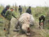 Kaziranga loses another rhino, horn chopped off