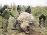 Kaziranga loses another rhino, horn chopped off