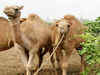 Camels to get heritage status in Rajasthan