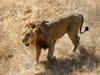 Lion population in Gujarat on the rise