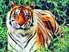 Sunderbans tiger count steady, but prey base not enough