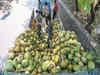 Nothing tender about coconuts, price hits 30