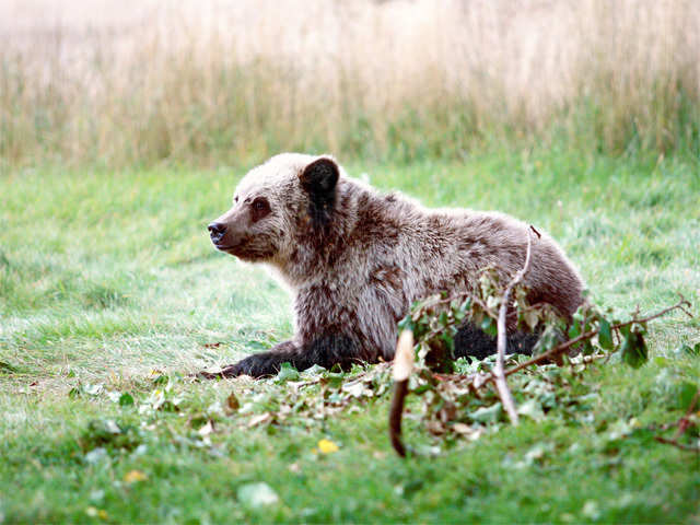 A grizzly bear cub