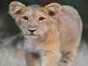 Poachers blamed for killing Gir lion cub