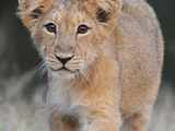 Poachers blamed for killing Gir lion cub