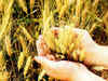 WTO compliance: US, Canada wrong on wheat export subsidy