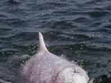 Dolphin chokes to death on plastic off Gujarat coast