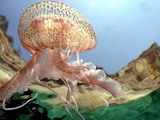 Dramatic proliferation of jellyfish