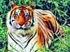 100 cameras to track tiger movement in UP forests