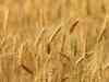 Wheat crop flattened due to rain, strong winds in Punjab, Haryana