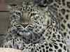 Injured leopard rescued in Nashik