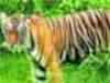 Mate for Sariska tiger flown in from Ranthambore