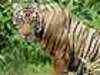 Sariska tiger out of enclosure, roams free