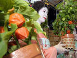 Hozuki fair at Sensoji temple