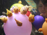 Balloon lumpfish