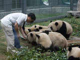 Young giant pandas
