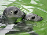 Orphaned seals