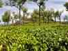 Open market foodgrains for workers spell higher cost for assam tea companies