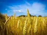 Amid Ukraine muddle, global prices for wheat surge 3% to $290-300 a toe